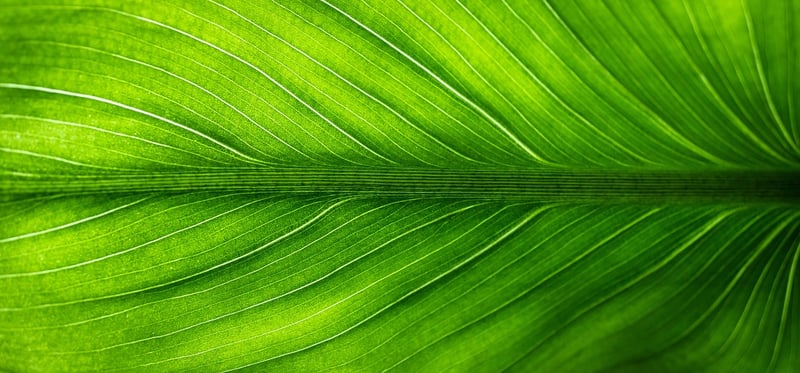 Eco-Friendly Style